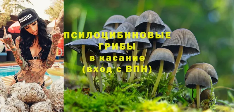 Галлюциногенные грибы Psilocybe  Бокситогорск 